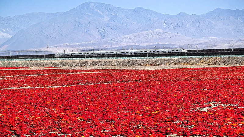 Sa mạc Gobi ở Turpan biến đỏ với vụ thu hoạch ớt Sa mạc Gobi ở Turpan biến đỏ với vụ thu hoạch ớt