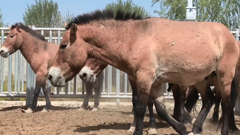 Đàn Ngựa Hoang Mới: Trung Quốc Thả 28 Con Ngựa Przewalski Vào Tự Nhiên Đàn Ngựa Hoang Mới: Trung Quốc Thả 28 Con Ngựa Przewalski Vào Tự Nhiên video poster