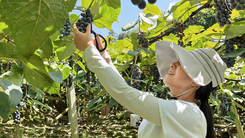 Nho Ngọt Vùng Núi Từ Quý Châu Lên Kệ Nho Ngọt Vùng Núi Từ Quý Châu Lên Kệ video poster