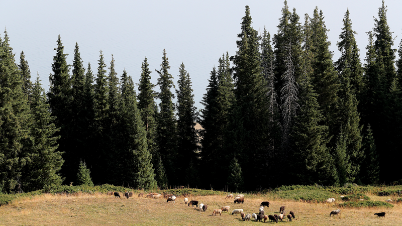 Phép màu sương mù: Khung cảnh tuyệt đẹp của Sayram Lake tại Songshutou video poster