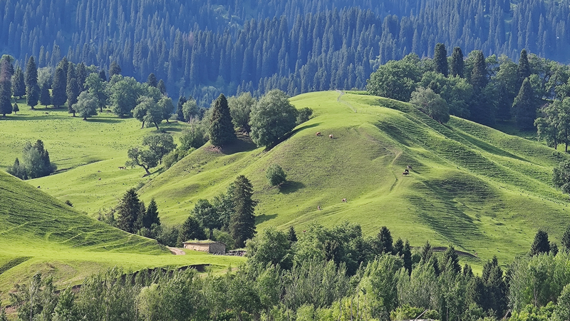 Khám phá tàn tích vương quốc Wusun trên đồng cỏ Nalati video poster
