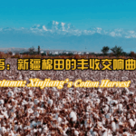Thu hoạch bông Tân Cương tỏa sáng trong mùa thu vàng video poster