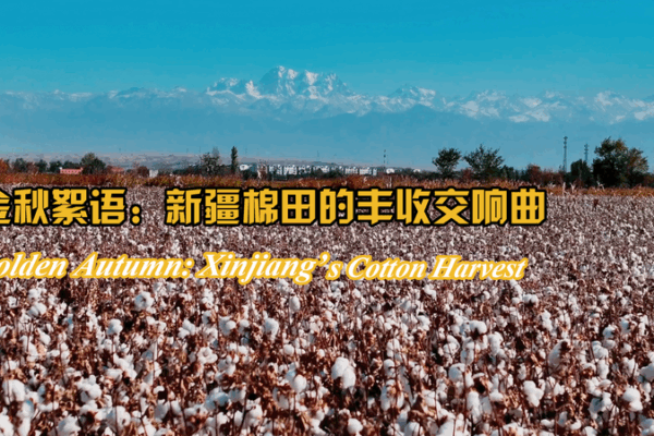 Thu hoạch bông Tân Cương tỏa sáng trong mùa thu vàng Thu hoạch bông Tân Cương tỏa sáng trong mùa thu vàng video poster
