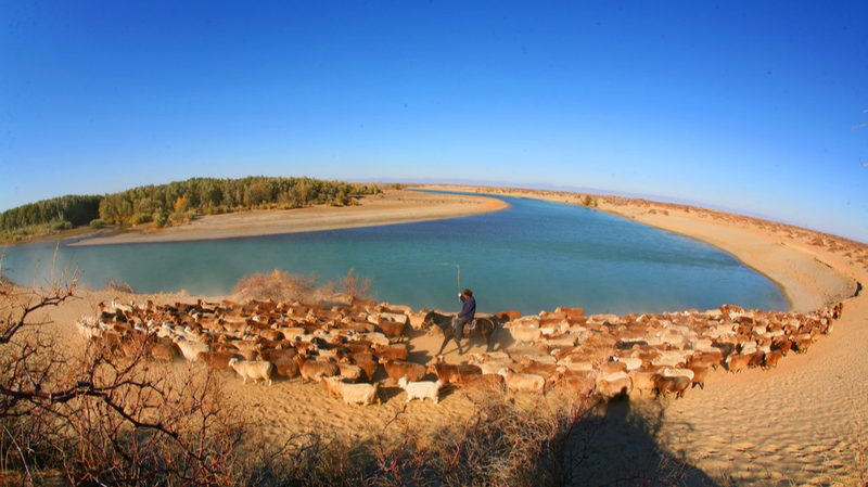 Người chăn nuôi Tân Cương đưa 200.000 gia súc đến đồng cỏ mùa đông