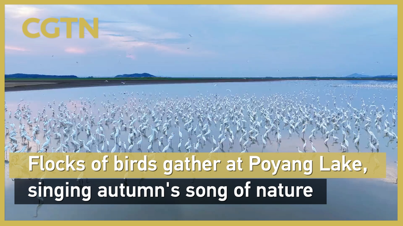 Hàng ngàn con diệc bay đến bãi cạn lộ ra ở hồ Bà Dương Hàng ngàn con diệc bay đến bãi cạn lộ ra ở hồ Bà Dương video poster