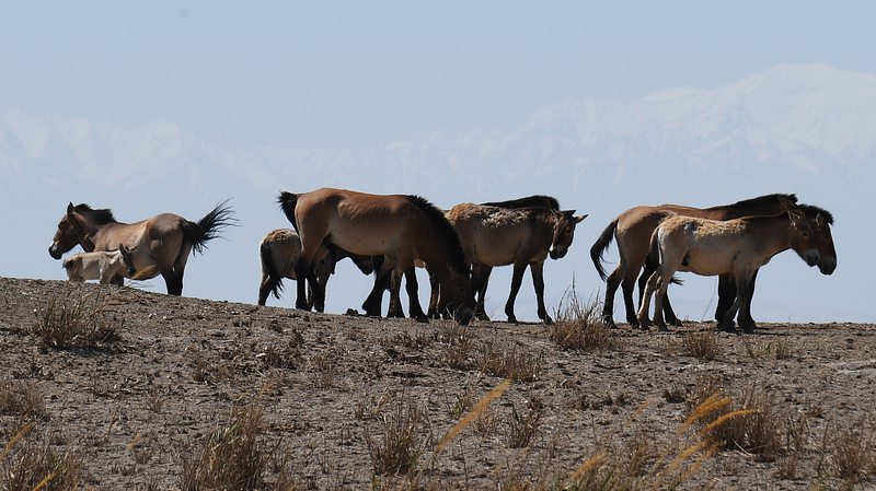 28 Con ngựa Przewalski trở về tự nhiên đầy ấn tượng 28 Con ngựa Przewalski trở về tự nhiên đầy ấn tượng video poster