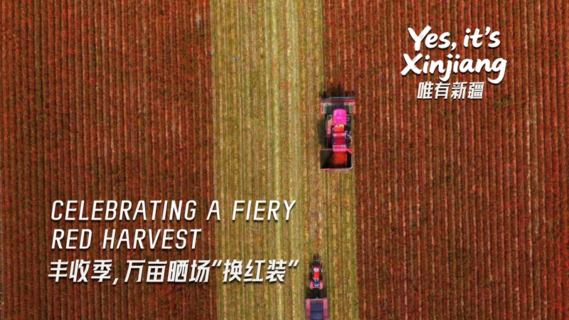 Lễ hội Thu hoạch Xinjiang: Biển ớt đỏ và bông trắng như tuyết Lễ hội Thu hoạch Xinjiang: Biển ớt đỏ và bông trắng như tuyết video poster