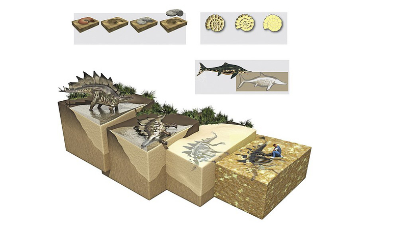 Phân hóa thạch 300 triệu năm tiết lộ chế độ ăn uống thời tiền sử và sự bảo tồn