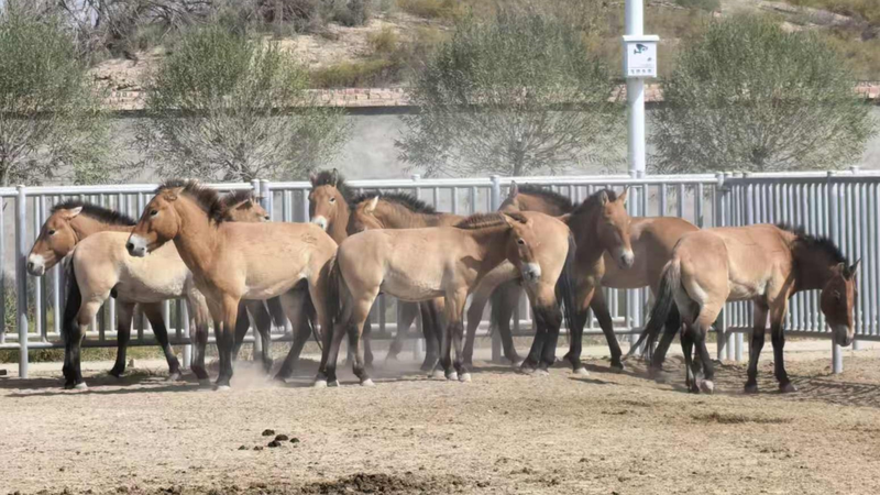 28 con ngựa Przewalski hành trình 1.000km đến Khu bảo tồn Đôn Hoàng 28 con ngựa Przewalski hành trình 1.000km đến Khu bảo tồn Đôn Hoàng