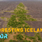 SCMZT396X65JHBEP8FHT - Thế Giới Trong Tầm Tay Sự Trở Lại Hoành Tráng Của Rừng Iceland video poster