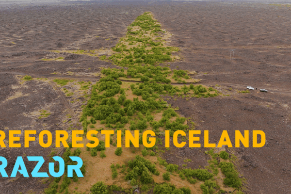 Sự Trở Lại Hoành Tráng Của Rừng Iceland Sự Trở Lại Hoành Tráng Của Rừng Iceland video poster