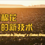 VMFU37Y19MEQMWTW9RR5 - Thế Giới Trong Tầm Tay Đột Phá Bông Vải Ở Tân Cương: Phương Pháp Gieo Khô, Nảy Mầm Ẩm video poster