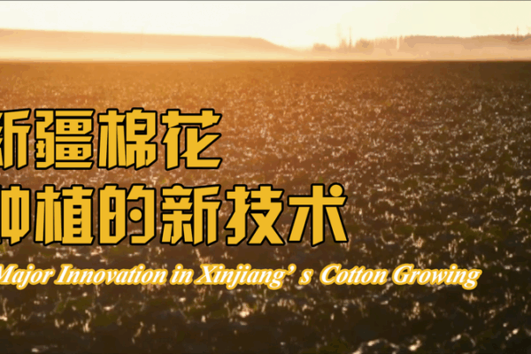 Đột Phá Bông Vải Ở Tân Cương: Phương Pháp Gieo Khô, Nảy Mầm Ẩm Đột Phá Bông Vải Ở Tân Cương: Phương Pháp Gieo Khô, Nảy Mầm Ẩm video poster