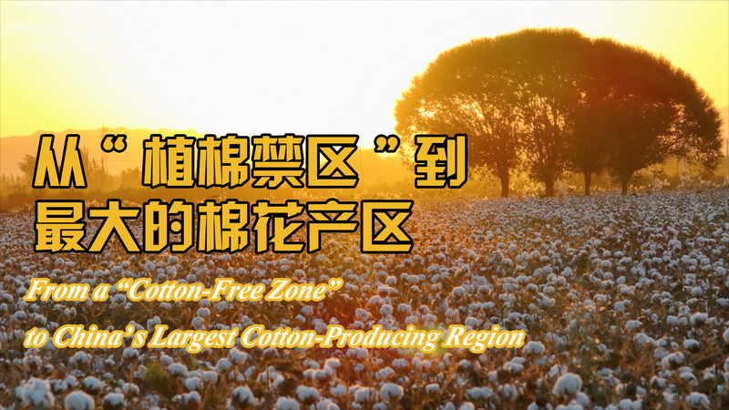 Hành trình 50 năm của Tân Cương từ vùng đất không có bông đến cường quốc bông Hành trình 50 năm của Tân Cương từ vùng đất không có bông đến cường quốc bông video poster
