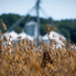 Nông dân Mỹ gặp khó khăn khi đóng cửa chính phủ ảnh hưởng viện trợ và thuế quan đè nặng