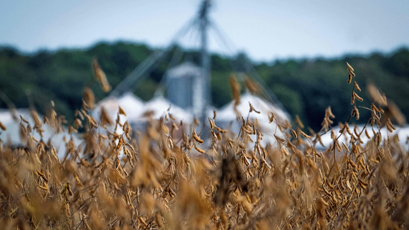 0WA5BSUC84GFNHSWLDKC - Thế Giới Trong Tầm Tay Nông dân Mỹ gặp khó khăn khi đóng cửa chính phủ ảnh hưởng viện trợ và thuế quan đè nặng