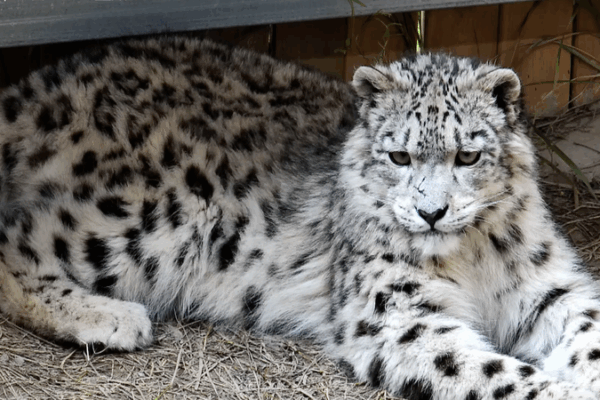 Công viên Động vật Hoang dã Xining Kỷ niệm Ngày Quốc tế Báo Tuyết video poster