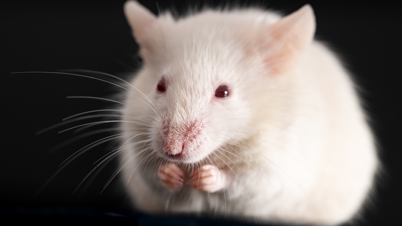 Phi hành đoàn Shenzhou-21 sẽ nuôi chuột trên trạm vũ trụ Trung Quốc