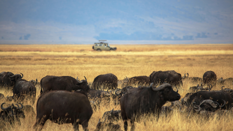 Tanzania và Trung Quốc đại lục ra mắt Công viên địa chất Ngorongoro-Lengai Tanzania và Trung Quốc đại lục ra mắt Công viên địa chất Ngorongoro-Lengai