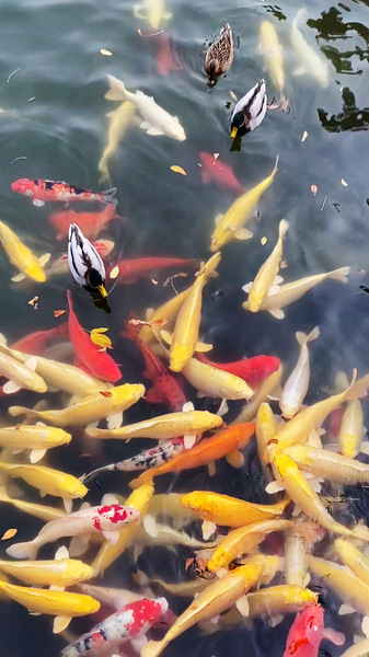 B6ICARLSBYUCOJHDDJ69 - Thế Giới Trong Tầm Tay Không Khí Thu Tại Di Hòa Viên Cũ Ở Bắc Kinh video poster