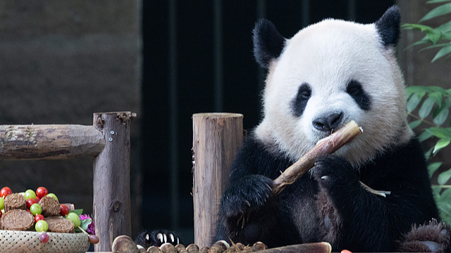 Gấu trúc tại Vườn thú Trùng Khánh ăn mừng Trung Thu với bánh trung thu Gấu trúc tại Vườn thú Trùng Khánh ăn mừng Trung Thu với bánh trung thu