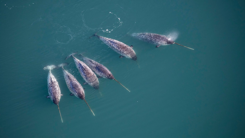 Gần một nửa số loài được bảo vệ ở Đan Mạch đang giảm sút nghiêm trọng