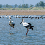 OKRGKTQY0C86SZB606P8 - Thế Giới Trong Tầm Tay Mùa Thu Trong Chuyến Bay: Sếu, Thiên Nga và Ngỗng Bay Về Phương Nam video poster