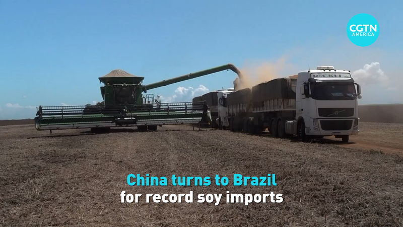Trung Quốc Chuyển Sang Brazil để Nhập Đậu Nành Kỷ Lục Trung Quốc Chuyển Sang Brazil để Nhập Đậu Nành Kỷ Lục video poster