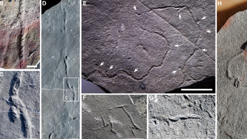 QP9N5AC2MHD0WZGET6GQ - Thế Giới Trong Tầm Tay Hành VI Động Vật Cổ Bị Viết Lại Bằng Các Hang Động 550 Triệu Năm Tuổi