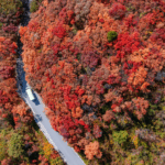 Hẻm Lá Đỏ Jinan Tỏa Sáng Trong Sắc Thu