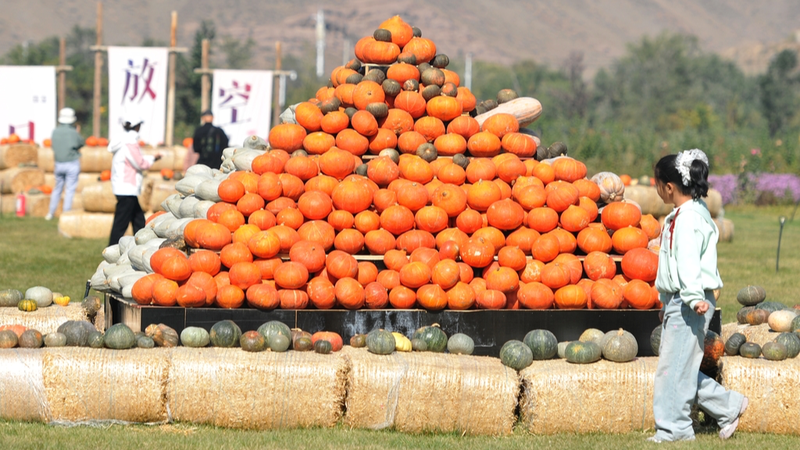 Triển lãm Nghệ thuật Bí ngô lần thứ 3 ở Urumqi thắp sáng Shirenzigou Triển lãm Nghệ thuật Bí ngô lần thứ 3 ở Urumqi thắp sáng Shirenzigou