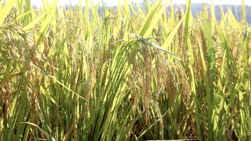 SI1W8C7JIL4JQGD7ZFPD - Thế Giới Trong Tầm Tay Thu hoạch ngũ cốc mùa thu nhộn nhịp khắp đại lục Trung Quốc video poster