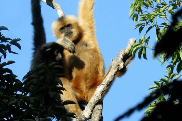 Các Vườn Quốc Gia của Trung Quốc: Bước Tiến Vượt Bậc trong Bảo Tồn video poster