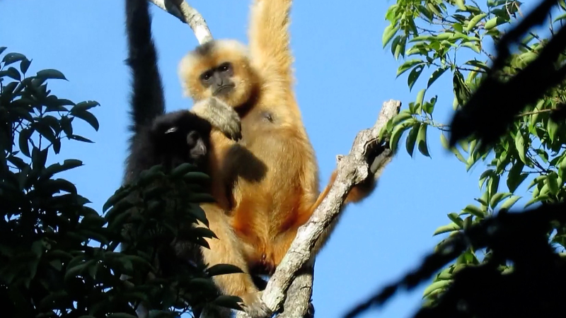 Các Vườn Quốc Gia của Trung Quốc: Bước Tiến Vượt Bậc trong Bảo Tồn video poster