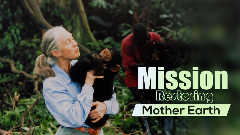 Nhà linh trưởng học nổi tiếng thế giới Jane Goodall qua đời ở tuổi 91 Nhà linh trưởng học nổi tiếng thế giới Jane Goodall qua đời ở tuổi 91 video poster