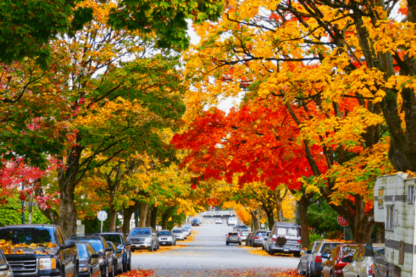 Phép thuật từ cây phong: Biểu tượng mang vẻ đẹp mùa thu của Canada Phép thuật từ cây phong: Biểu tượng mang vẻ đẹp mùa thu của Canada