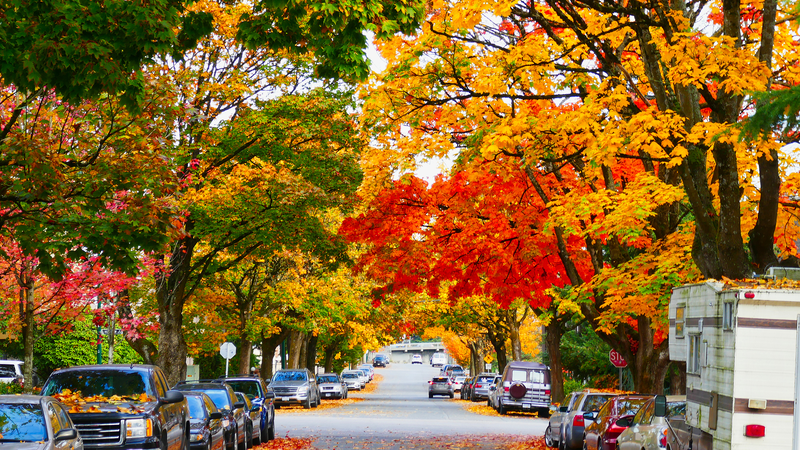 W3246P44ZO5RC63LQCUO - Thế Giới Trong Tầm Tay Phép thuật từ cây phong: Biểu tượng mang vẻ đẹp mùa thu của Canada