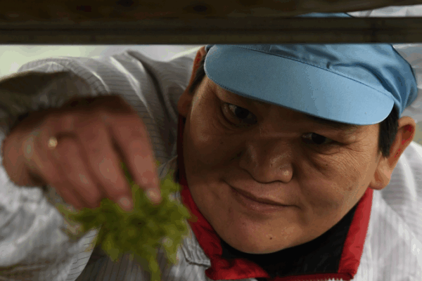 Huang Hongying dẫn đầu Cách mạng Xanh ở Đồi chè Quý Châu Huang Hongying dẫn đầu Cách mạng Xanh ở Đồi chè Quý Châu