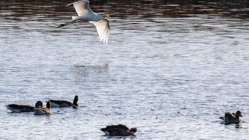 XSQWFZNV6ACY1ISQDLNK - Thế Giới Trong Tầm Tay Bệnh cúm gia cầm lan rộng ở Đức: Chuyên gia cảnh báo nguy cơ đại dịch