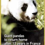 YZ7UX2F2MVWMXQFMTGWO - Thế Giới Trong Tầm Tay Sau 13 Năm ở Pháp, Huan Huan và Yuan Zi Trở Về Trung Quốc video poster