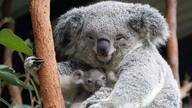 Miễn Thị Thực Mới Làm Dễ Dàng Chuyến Đi Australia–NZ Cho Khách Du Lịch Trung Quốc Miễn Thị Thực Mới Làm Dễ Dàng Chuyến Đi Australia–NZ Cho Khách Du Lịch Trung Quốc