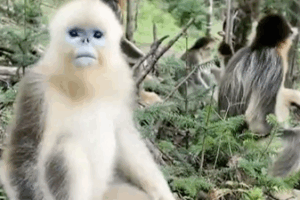 Các khu bảo tồn thiên nhiên trên đất liền Trung Quốc cho thấy sự phục hồi mạnh mẽ trong đánh giá mới video poster