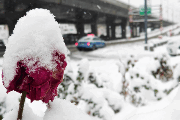 Cơn bão tuyết phá kỷ lục, dừng giao thông trên toàn Tân Cương