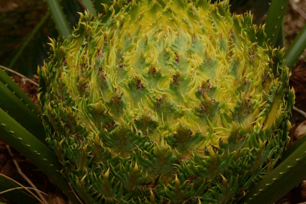 Bên trong rừng mưa Hainan: Loài mới & Đa dạng sinh học tuyệt vời