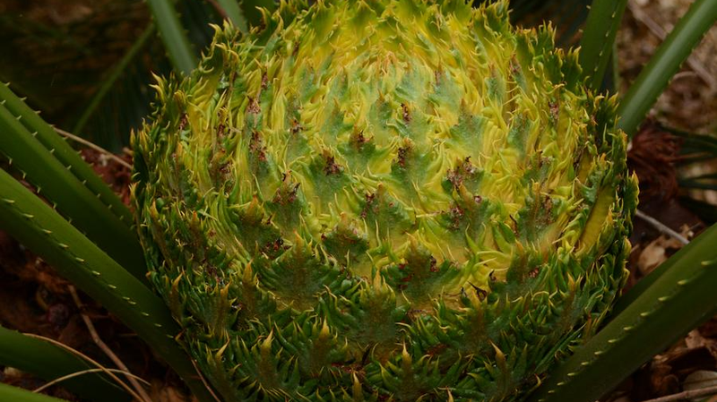 Bên trong rừng mưa Hainan: Loài mới & Đa dạng sinh học tuyệt vời