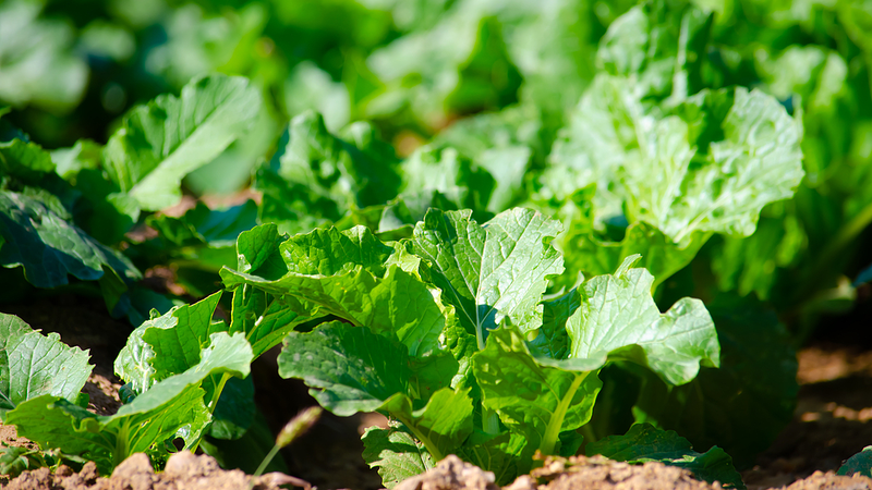 Vi sinh vật hợp lực để phục hồi các đảo san hô nhiệt đới