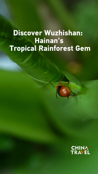 Khám phá Ngũ Chỉ Sơn: Viên ngọc rừng nhiệt đới của Hải Nam video poster