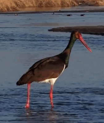 Các Loài Chim Di Cư Thắp Sáng Đầm Lầy Sông Nanyang tại Sơn Tây video poster