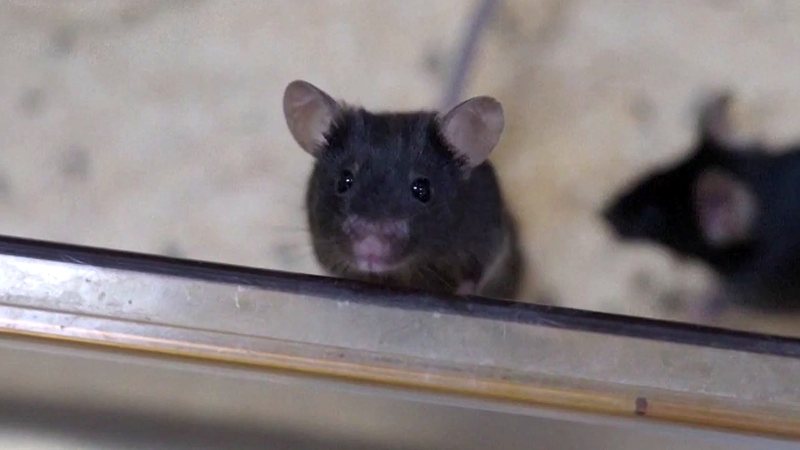 Các 'Phi hành gia chuột' của Trung Quốc gửi lại đoạn phim vui vẻ từ trạm không gian