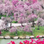 FM29BFTGWT2YL9GX8GC0 - Thế Giới Trong Tầm Tay Thị trấn Hoa Nanwan của Hải Nam: Một khu vườn Monet sống động video poster